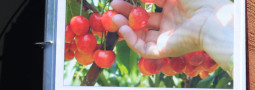 Home, Sweet Home. The Story of the North Fork Scrapbook