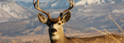 North Fork Wildlife Winter Home