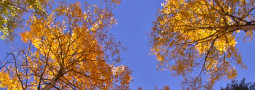 West Elk Mountains Erupt in “Riot of Fall Color”