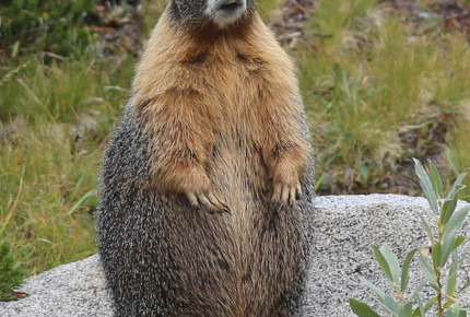 Whistlepig Waits for Spring