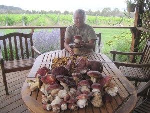 Yvon w mushrooms