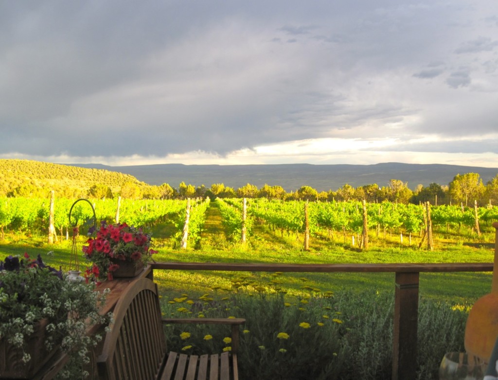 vineyard